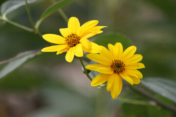 Detail of some beautiful yellow spring flowers