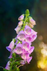 Foxglove in the Morning Sun © Stefan