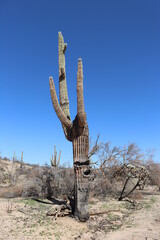 Fototapeta premium saguaro cactus burnt