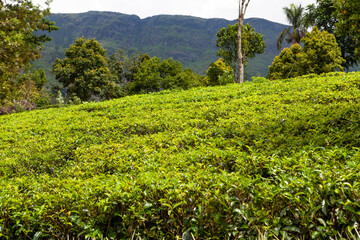 GLENLOCH TEA FACTORY. NUWARA ELIYA. HILL COUNTRY. SRI LANKA.