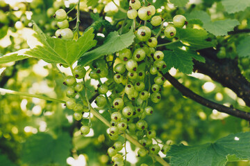 Unripe currant berries