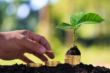 Human hands collect gold coins
Pension fund concept with small tree on outdoor blurred nature background.
