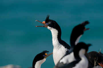 King Cormorant (Phalacrocorax atriceps)