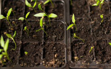 Young leaves of agriculture, growing plants before planting in the ground at the farm. Rotten seeds, young leaves.