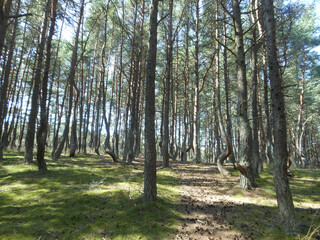 Obraz premium Nereus forest