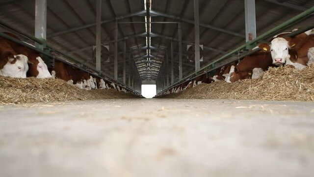 Cows eating forage in the barn.