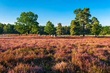 Heidelandschaft mit blühendem Heidekraut, alten Eichen und Hügelgrab im Morgenlicht, Lüneburger Heide