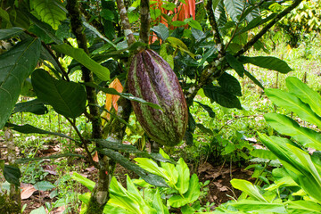 Cacao fino y aromático, Fine and aromatic cocoa