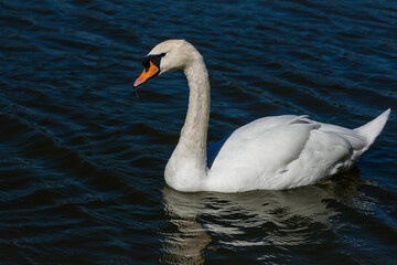 Beautiful swan floats on the lake