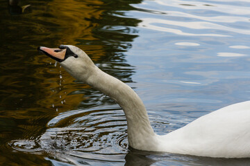 The swan drinks water close up