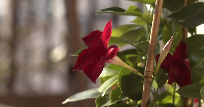 fiore rosso