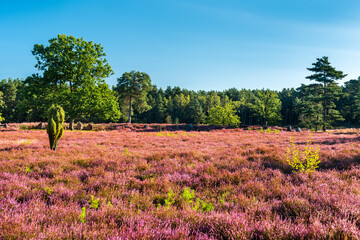 Fototapeta premium Heidelandschaft mit blühendem Heidekraut, Lüneburger Heide