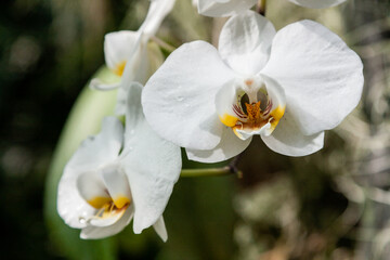 Fototapeta na wymiar Flowering orchids in the botanical garden