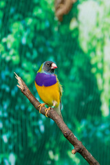 Beautiful birds Guldova Amadina (Erythrura gouldiae) sitting on a branch