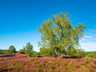 Fototapeta premium Typische Heidelandschaft mit blühendem Heidekraut und Birken, Lüneburger Heide, Niedersachsen, Deutschland