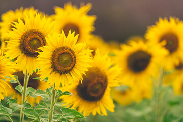 Obraz premium Beautiful sunflowers field blossom close up