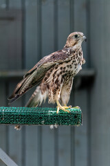 Beautiful falcon