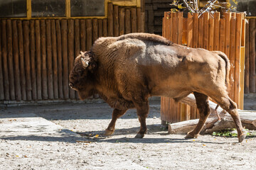 Buffalo close-up walking in the sun