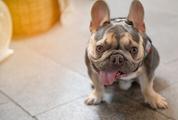 A pug sitting on the floor resting.