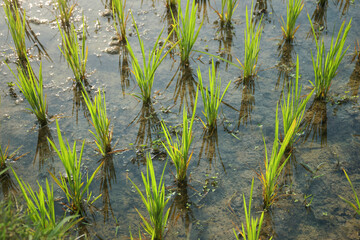 Closeup of young green asian rice plants (Oryza sativa, Indian variety) growing in waterlogged paddy field. Shot taken in West Bengal.