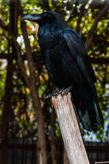 Big Black Raven sitting on a close-up branch