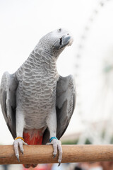 African gray parrot on blurred green background