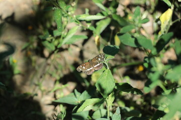 Mariposa