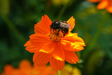 Orange, yellow field flower with a bee