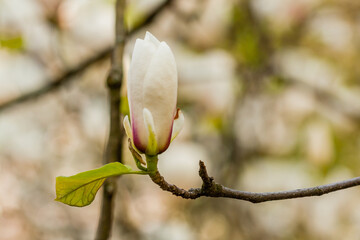 Fototapeta na wymiar Macro blooming magnolia on a close-up branch