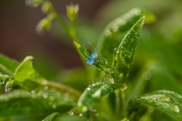 Fototapeta premium Macro field flowers blue with green leaves