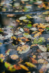 autumn leaves in water