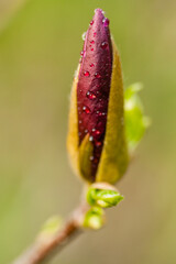 Macro Magnolia bud covered with drops