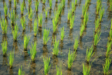Closeup of young green asian rice plants (Oryza sativa, Indian variety) growing in waterlogged paddy field. Shot taken in West Bengal.