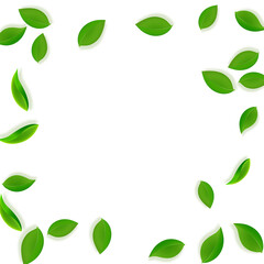 Fototapeta premium Falling green leaves. Fresh tea neat leaves flying
