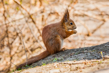 Squirrel sits on a tree