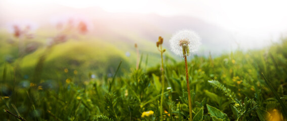 Field with dandelions on the mountain
