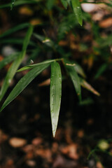 Obraz premium leaves with dew drops