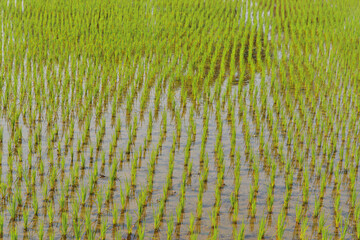 Vibrant green, young rice plants in a flooded agricultural field of West Bengal, India where it is the most cultivated plant.