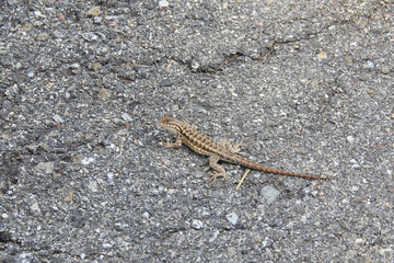 Western fence lizard perched on a granite rock in the Los Padres National Forest, in southern California.