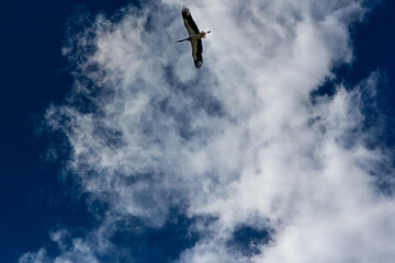 Fototapeta na wymiar Stork soaring in the blue sky with white clouds