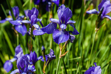 Beautiful violet irises under the sun light