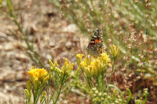 A painted lady butterfly gathering nectar from rabbitbrush blossoms in the Los Padres National Forest, in southern California.