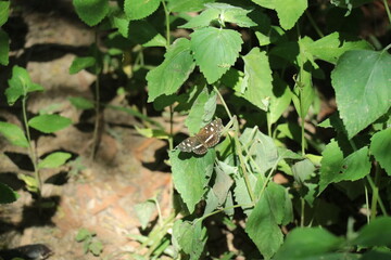 Mariposa