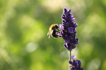 Nahaufnahme Biene sucht Blütenstaub auf Lavendel