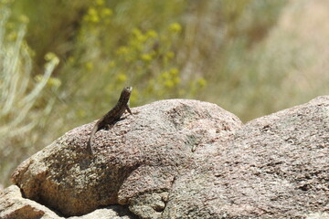 Western fence lizard perched on a granite rock in the Los Padres National Forest, in southern California.