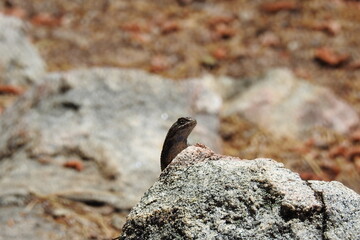 Western fence lizard perched on a granite rock in the Los Padres National Forest, in southern California.