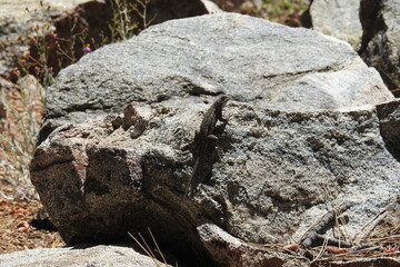 Western fence lizard perched on a granite rock in the Los Padres National Forest, in southern California.