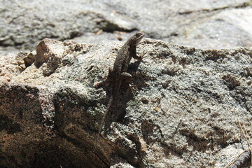 Western fence lizard perched on a granite rock in the Los Padres National Forest, in southern California.