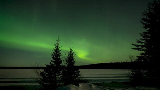 Two small spruce trees are silhouettes against a sky filled with active flashing Aurora and stars in a winter setting.
