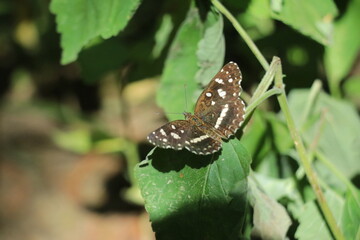 Mariposa